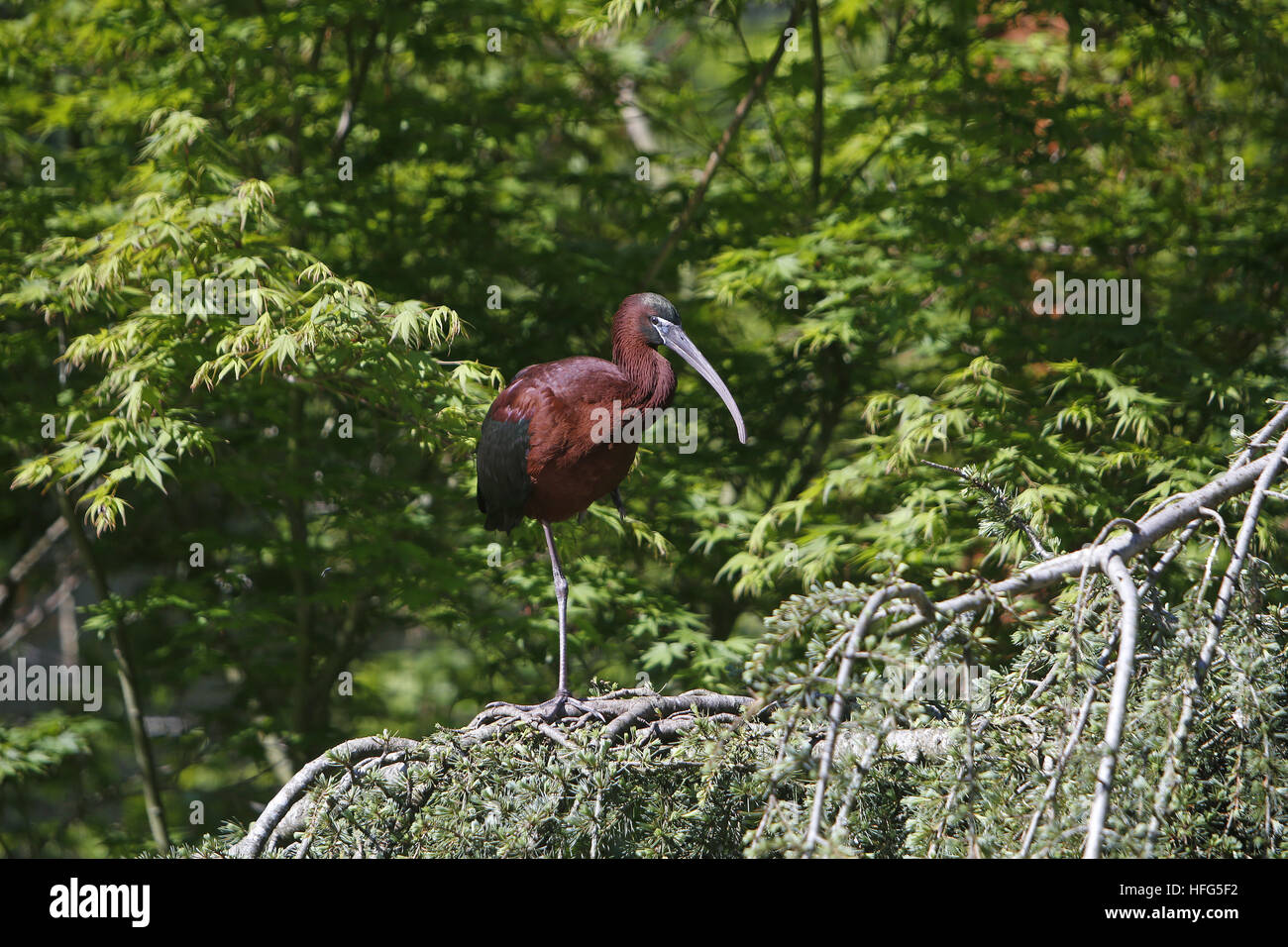 Blossy Ibis, Plegadis falcinellus, adulti in piedi sul ramo, Europa Foto Stock