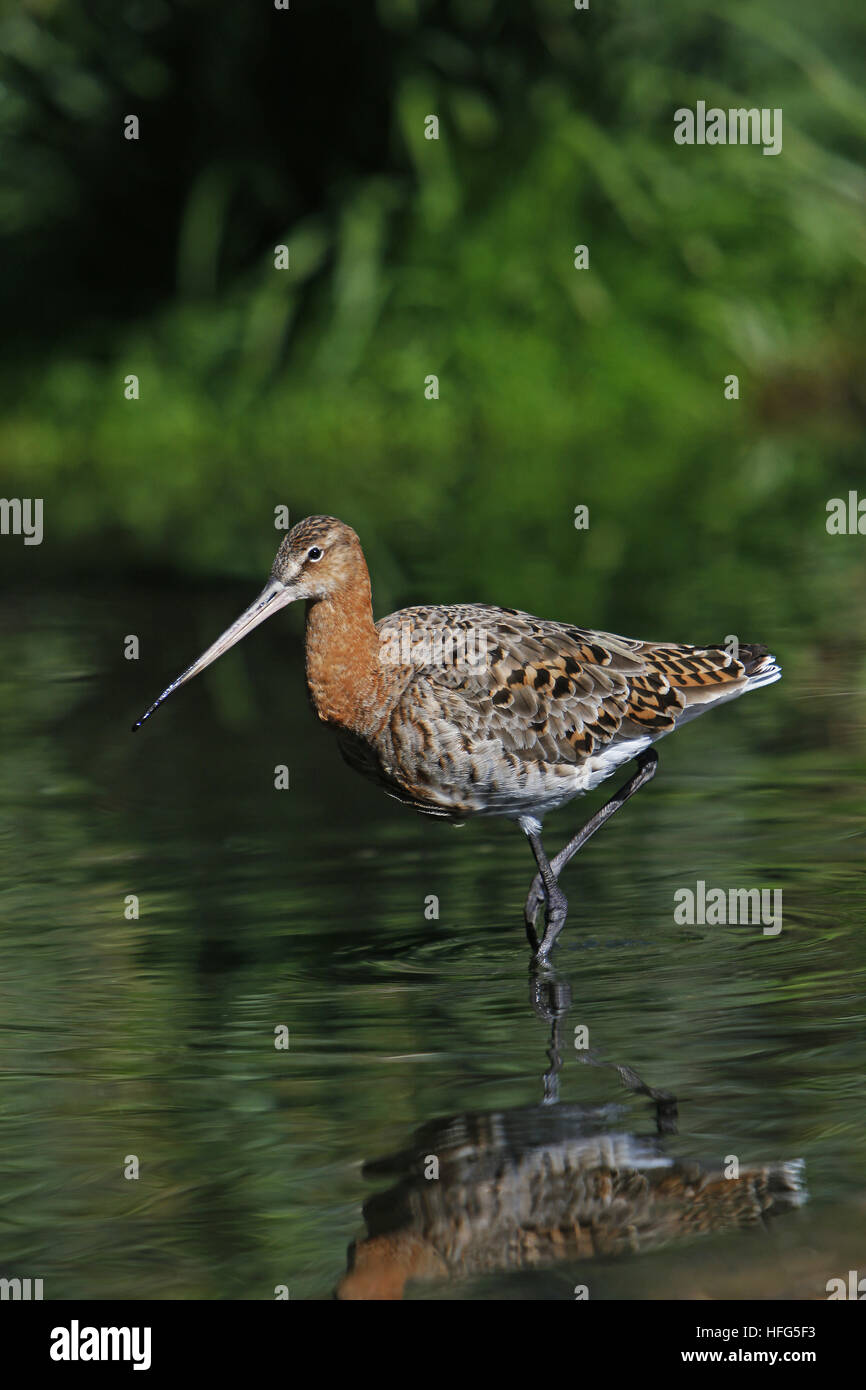 Godwit in marmo, Limosa limosa, Adulti walwing attraverso la palude, Pirenei nel sud della Francia Foto Stock