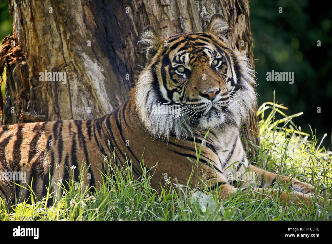 La tigre di Sumatra, panthera tigris sumatrae, posa maschio Foto Stock