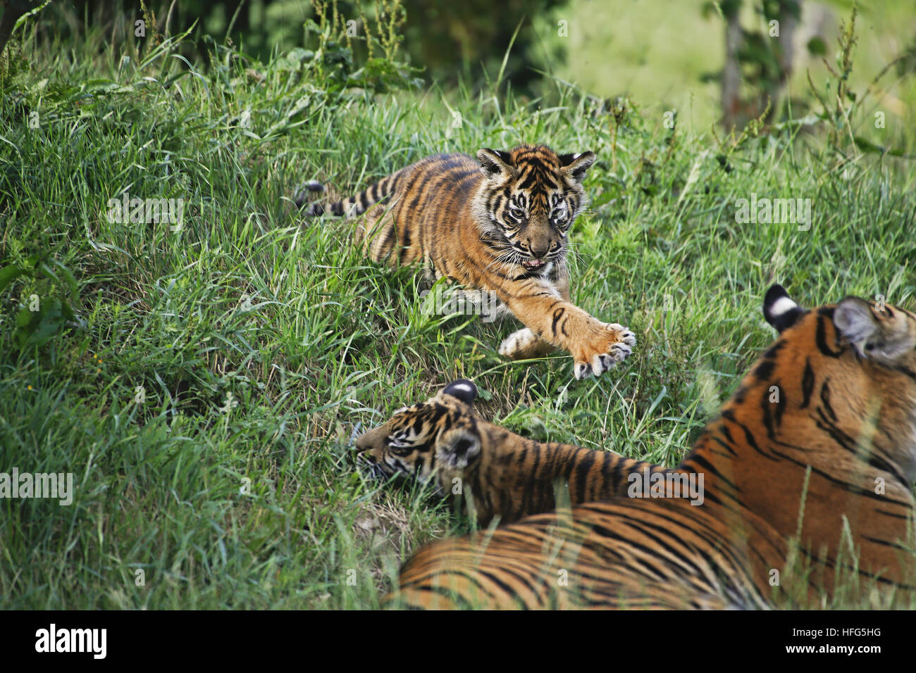 La tigre di Sumatra, panthera tigris sumatrae, Madre e Cub Foto Stock