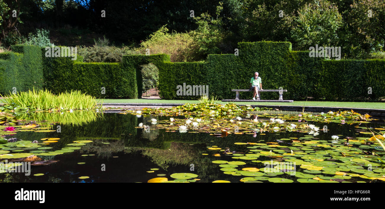 I pesci ornamentali stagno in un paese giardino con ninfee e uomo seduto Foto Stock