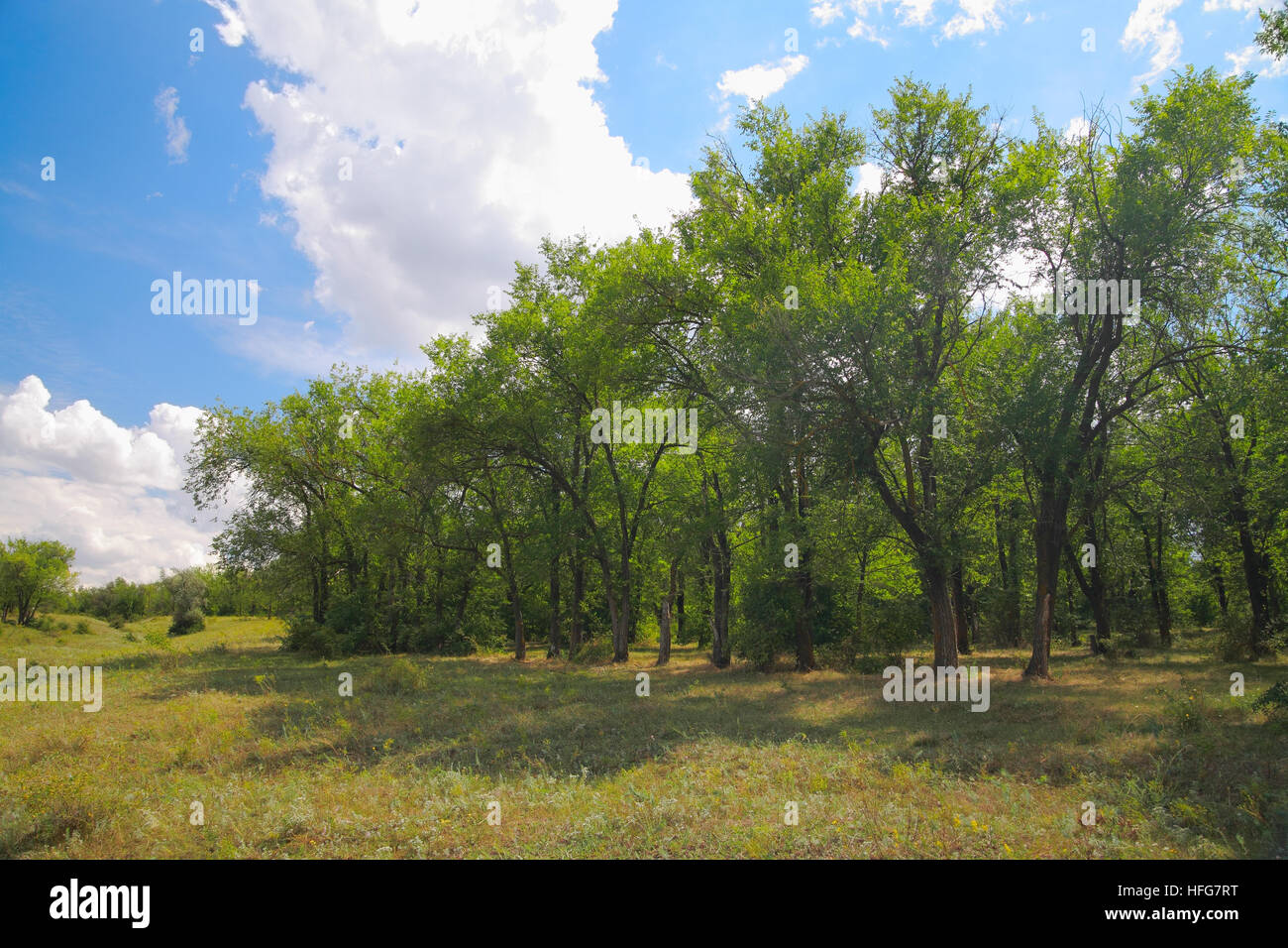 Paesaggio naturale, alberi, pascolo contro un cielo blu con nuvole Foto Stock