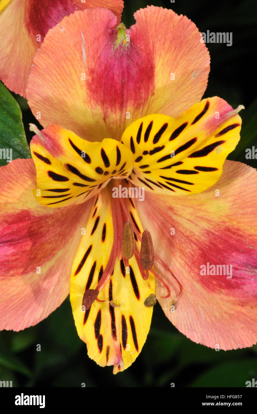Alstroemeria fiore Foto Stock