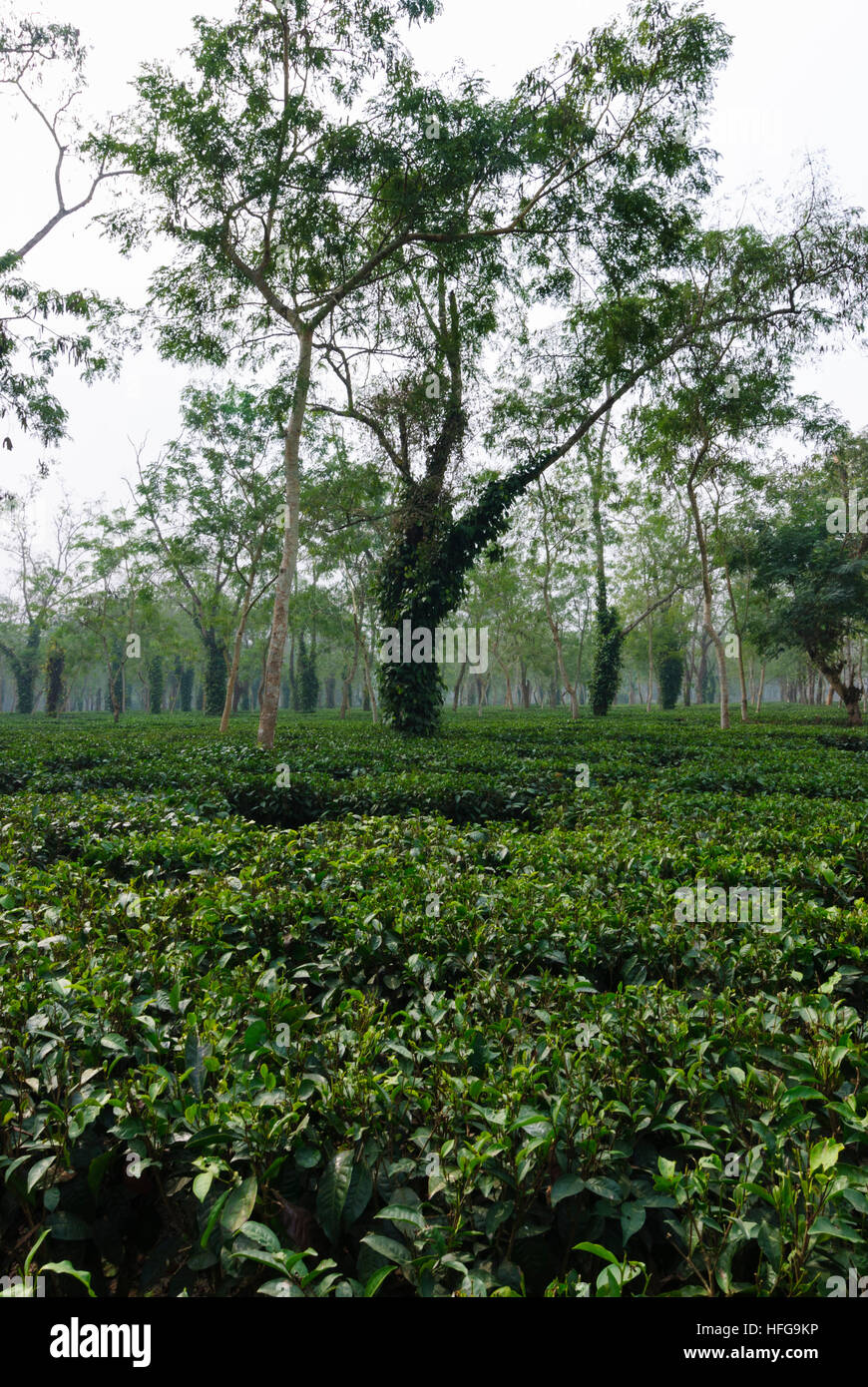 Kaziranga: la piantagione di tè, Assam, India Foto Stock