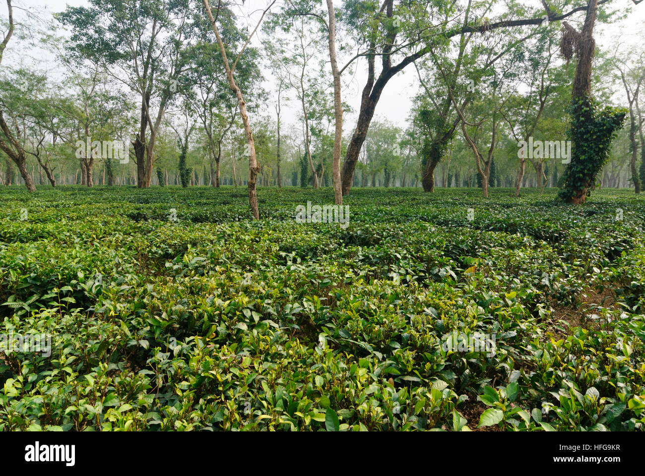 Kaziranga: la piantagione di tè, Assam, India Foto Stock