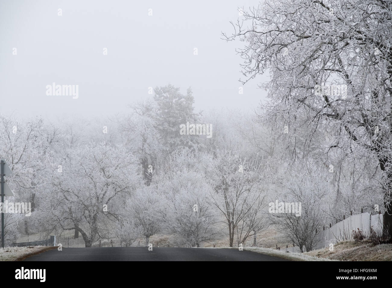 Country Road e alberi di bianco con gelo, Ungheria Foto Stock