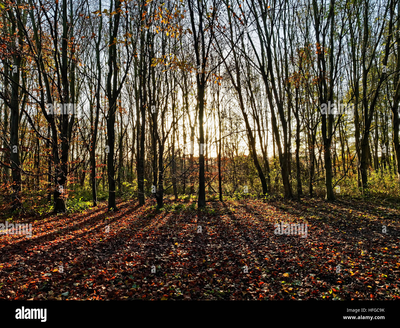 Un autunno di sunrise e luce da una bassa il sole filtra attraverso un gruppo di alberi di alto fusto, colata lunghe ombre sulla foglia di massa coperto Foto Stock