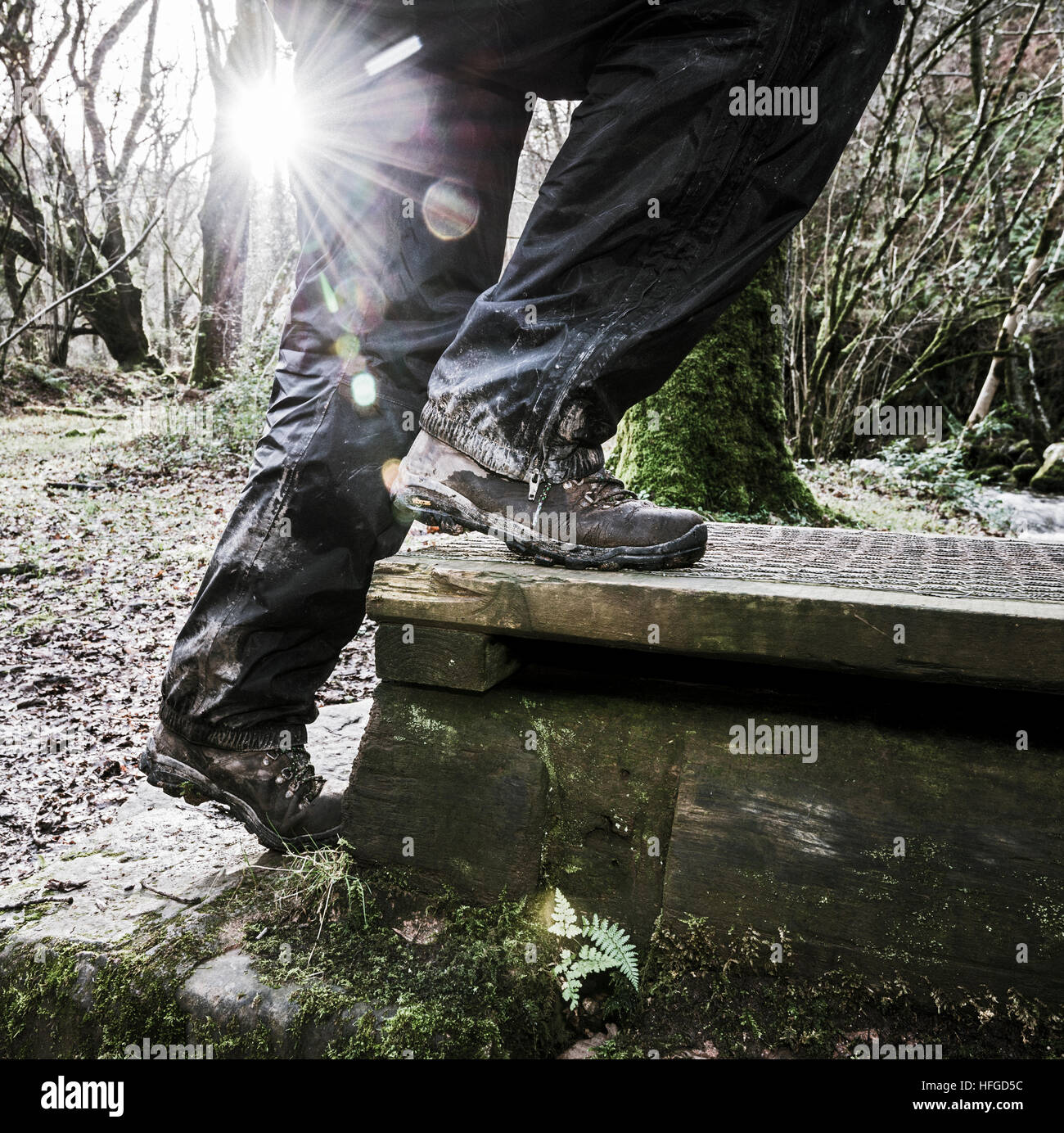 Un escursionista si arrampica su di una passerella, come la bassa inverno raggi di sole attraverso boschi secolari. Foto Stock