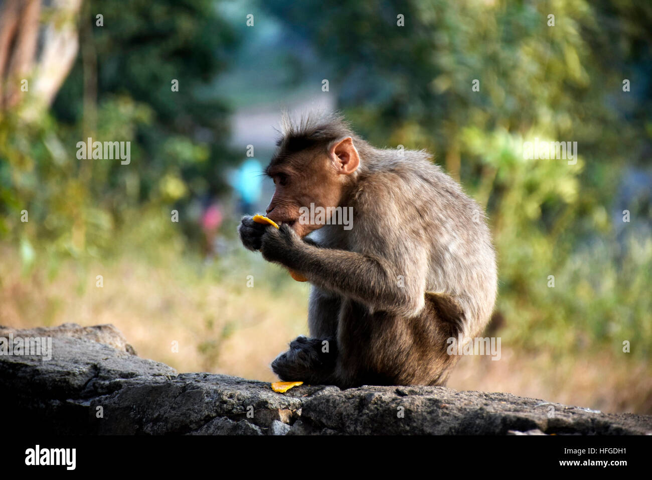 MONKEY MANGIARE MANGO avidamente.affamato scimmia. Dalle foreste indiano. MUDHUMALAI PARCO NAZIONALE Foto Stock