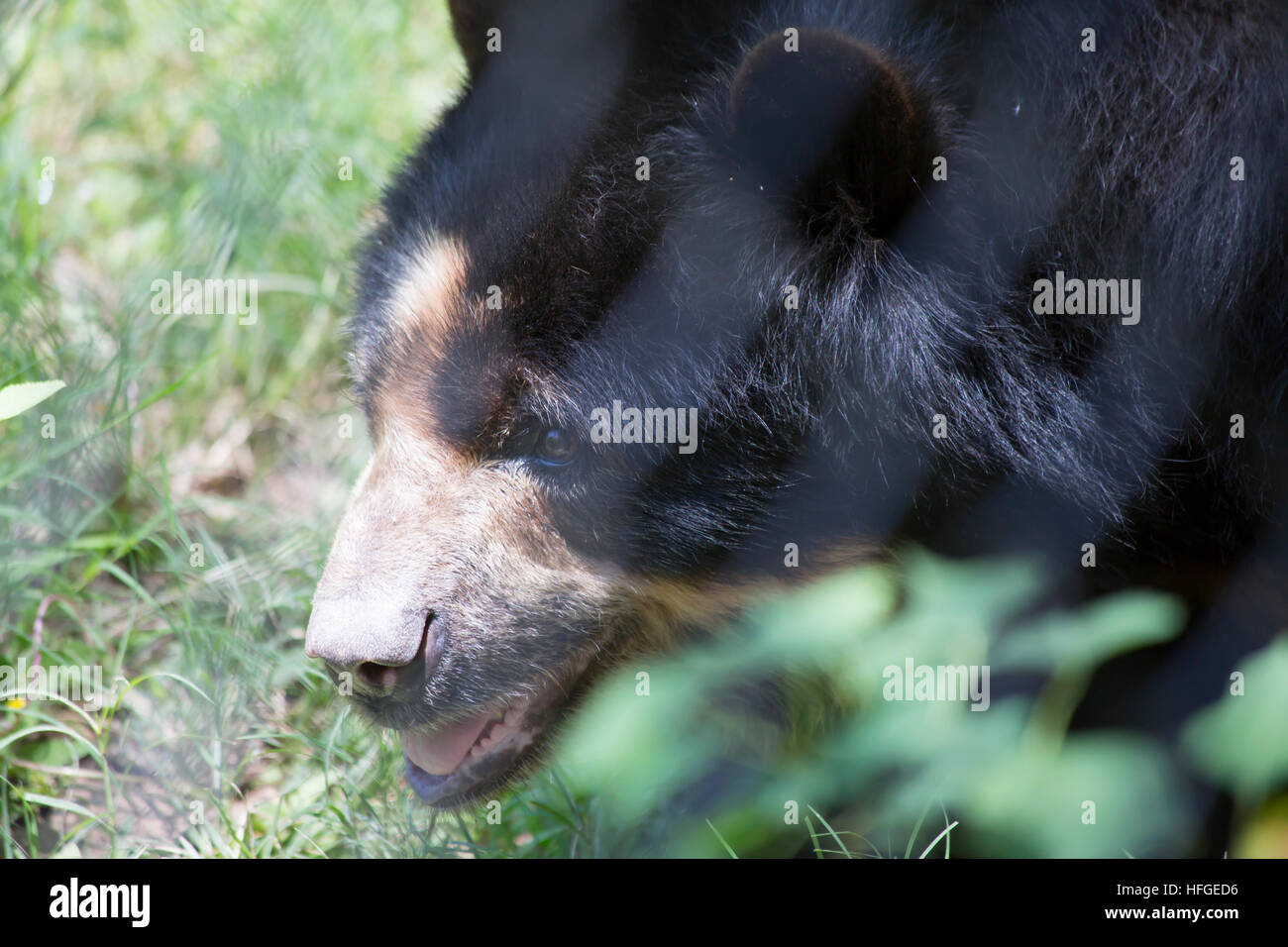 In prossimità di un orso andino (Ursus ornatus) all'interno di un recinto Foto Stock