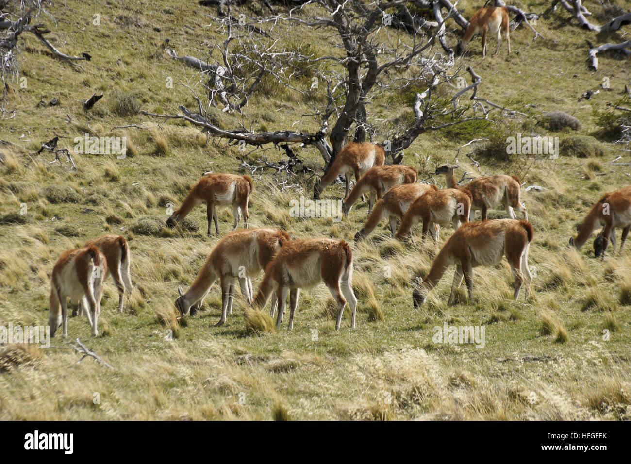 Il guanaco pascolano nella vecchia zona di masterizzazione, Torres del Paine NP, Patagonia, Cile Foto Stock