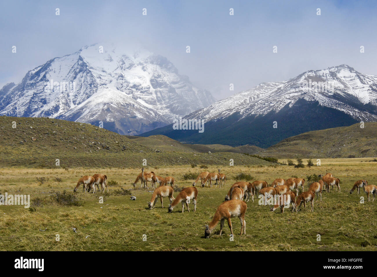 Il guanaco pascolano in Torres del Paine NP, Patagonia, Cile Foto Stock