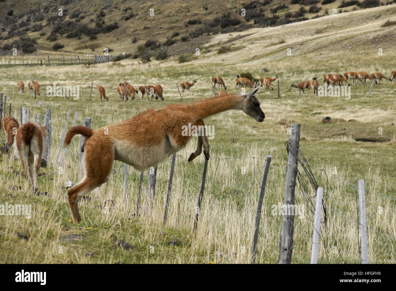 Guanaco saltando la recinzione, Torres del Paine NP, Patagonia, Cile Foto Stock