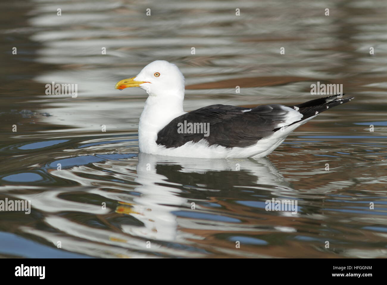 Minore gabbiano nero (Larus fuscus) nuoto Foto Stock