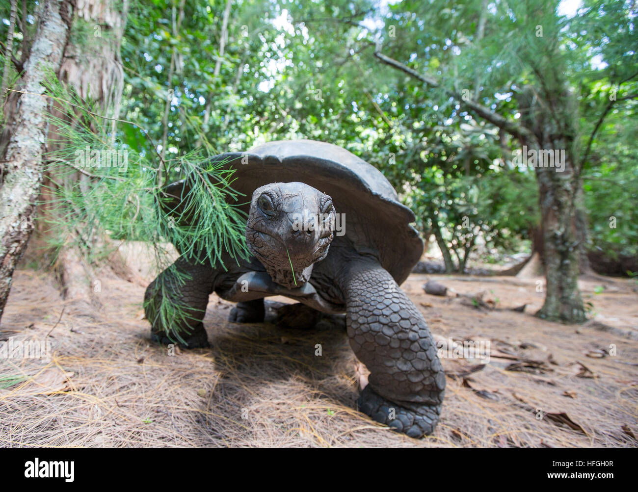 Tartaruga gigante di Aldabra a isola tropicale delle Seychelles Foto Stock Tartaruga gigante di Aldabra a isola tropicale delle Seychelles Foto Stock