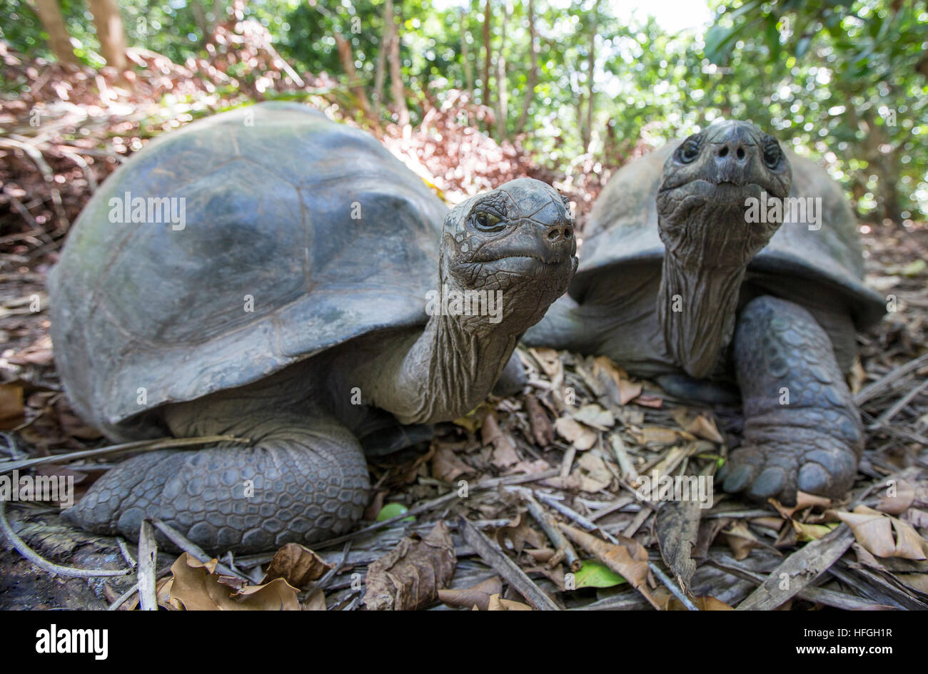 Aldabra tartarughe giganti a isola tropicale delle Seychelles Foto Stock Aldabra tartarughe giganti a isola tropicale delle Seychelles Foto Stock