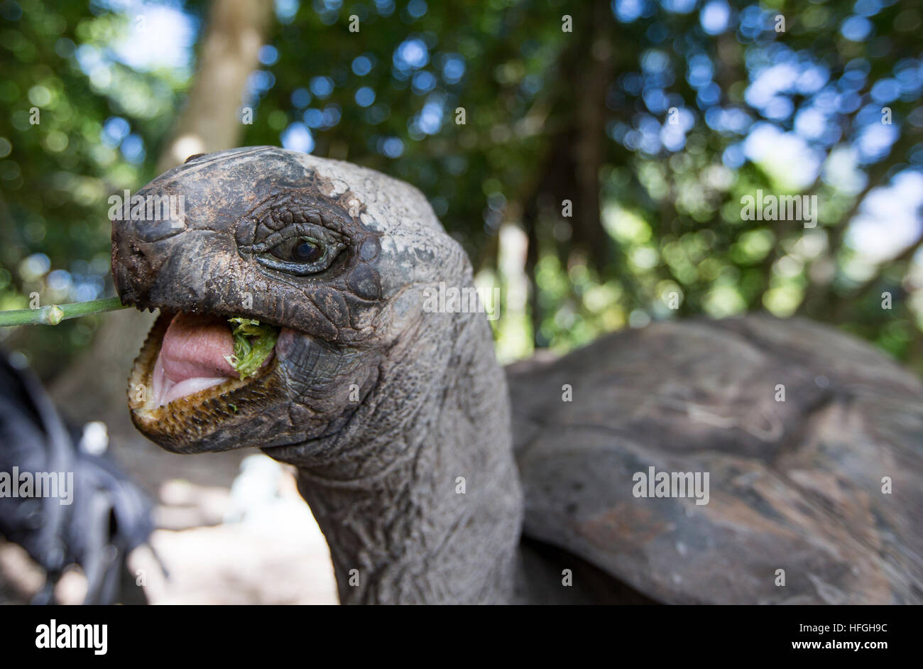 Tartaruga gigante di Aldabra a isola tropicale delle Seychelles Foto Stock Tartaruga gigante di Aldabra a isola tropicale delle Seychelles Foto Stock