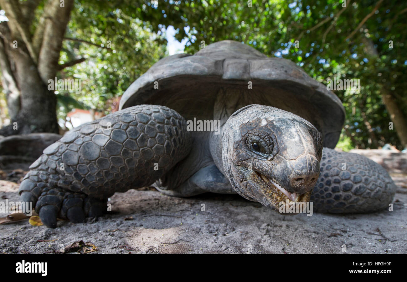 Tartaruga gigante di Aldabra a isola tropicale delle Seychelles Foto Stock Tartaruga gigante di Aldabra a isola tropicale delle Seychelles Foto Stock