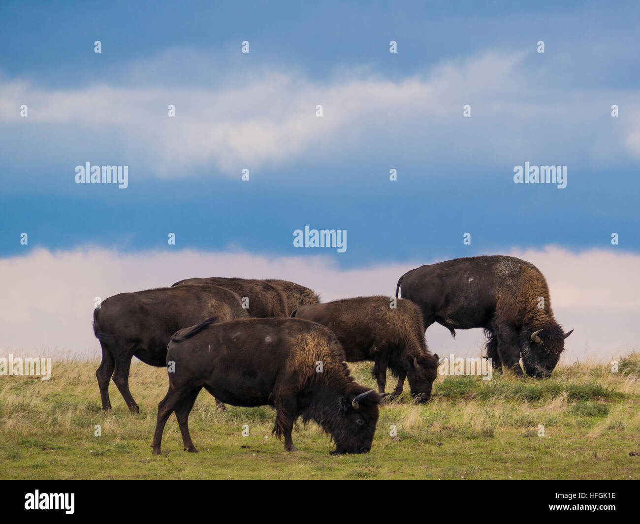 Bison lungo la carreggiata sud unità, Parco nazionale Theodore Roosevelt, North Dakota. Foto Stock