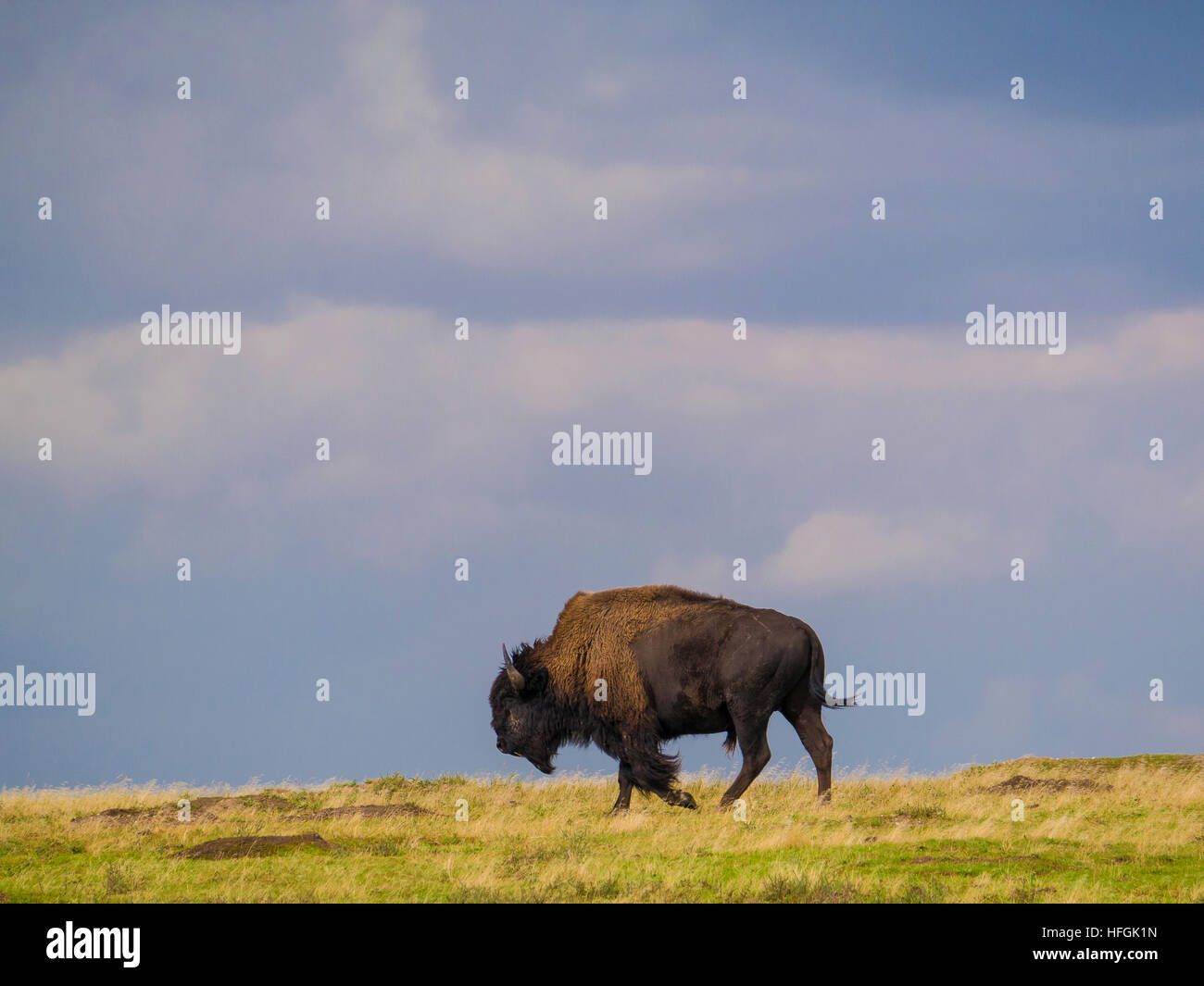 Bison lungo la carreggiata sud unità, Parco nazionale Theodore Roosevelt, North Dakota. Foto Stock