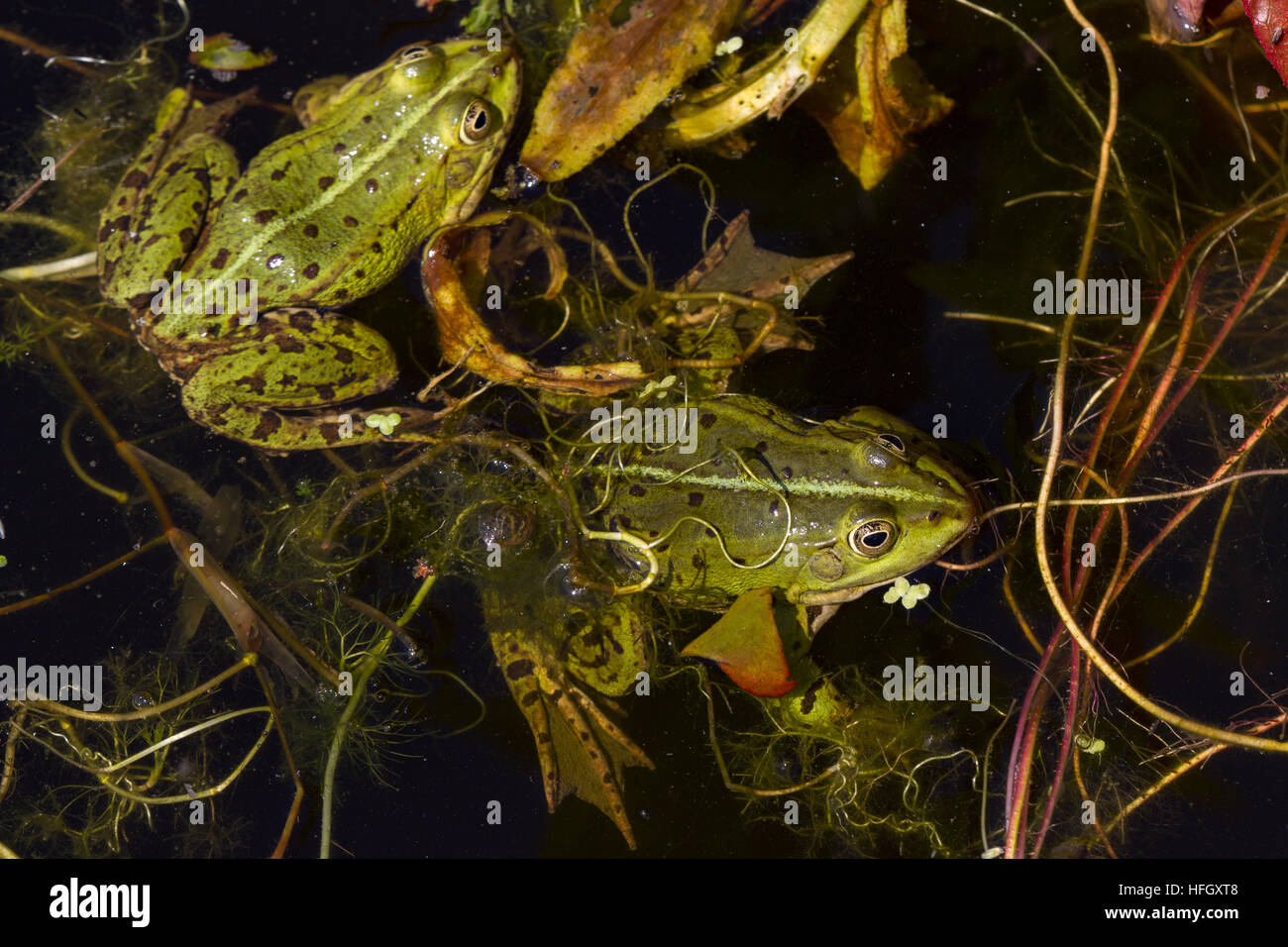 Rana verde nello stagno, Rana esculenta, rana verde, è seduto in acqua tra marrone e verde di cannucce. Foto Stock