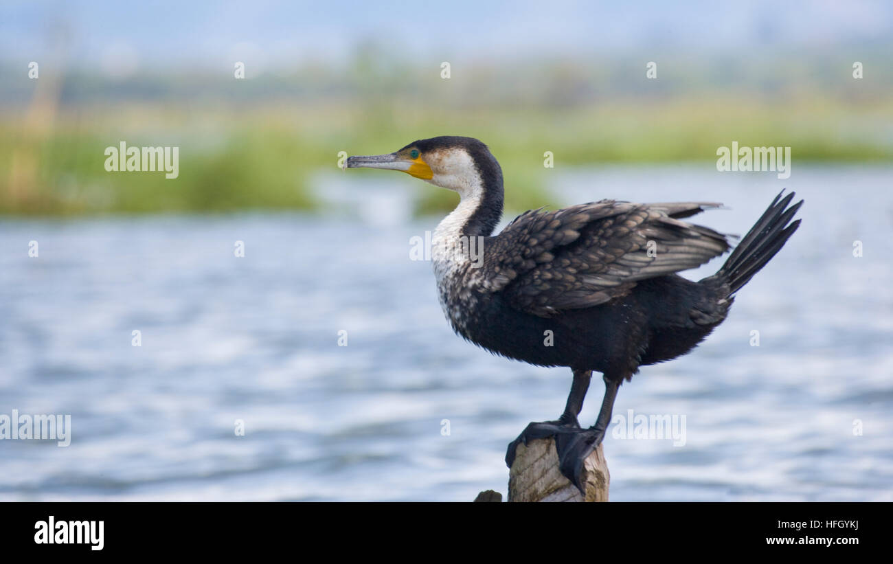 Petto bianco cormorano (Phalacrocorax carbo lucidus) Lake Naivasha nella Grande Rift Valley del Kenya, Africa Foto Stock