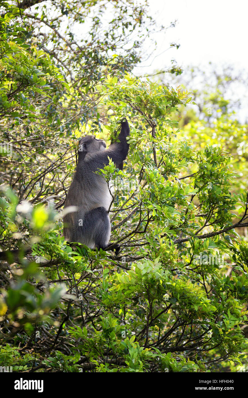 Samango monkey alimentazione sulle foglie nella regione di lowveld di Mpumalanga Provincia, Sud Africa. Foto Stock
