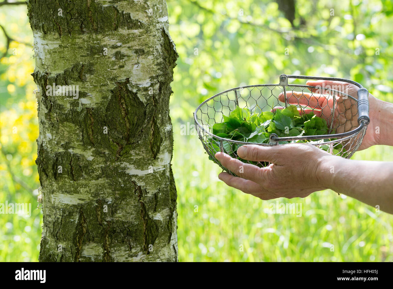 Birkenblätter-Ernte, Frau erntet Blätter von Birke, Birkenblatternte, Birkenblatternte, Birke, Hänge-Birke, Sand-Birke, Hängebirke, Betula pendula, UE Foto Stock