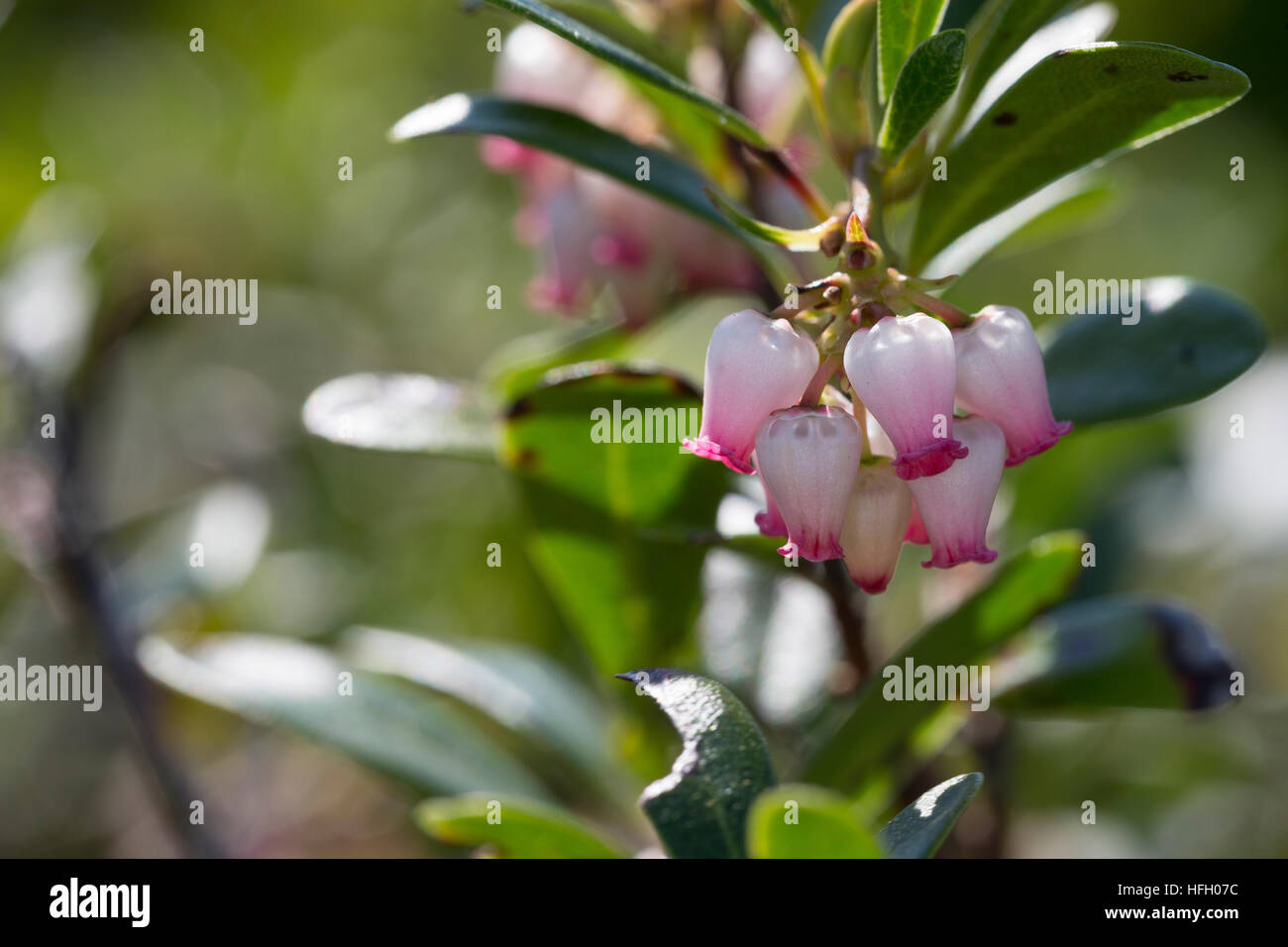 Echte Bärentraube, Immergrüne Bärentraube, Arctostaphylos uva-ursi, kinnikinnick, manzanita pinemat, uva ursina, mirtillo rosso Foto Stock