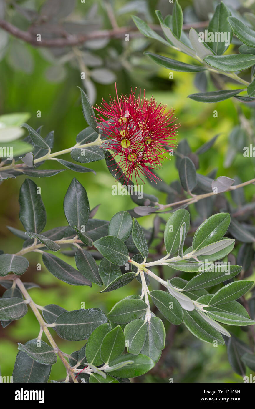 Eisenholzbaum, Pohutukawa, Weihnachtsbaum Neuseeländischer, Metrosideros excelsa Metrosideros tomentosa, Nania tomentosa, Nuova Zelanda albero di Natale, Foto Stock