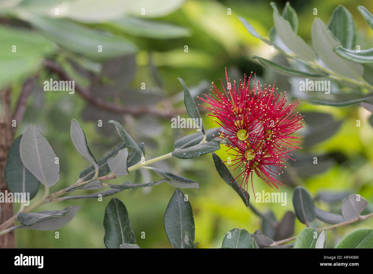Eisenholzbaum, Pohutukawa, Weihnachtsbaum Neuseeländischer, Metrosideros excelsa Metrosideros tomentosa, Nania tomentosa, Nuova Zelanda albero di Natale, Foto Stock