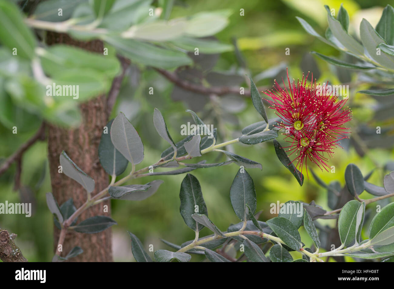 Eisenholzbaum, Pohutukawa, Weihnachtsbaum Neuseeländischer, Metrosideros excelsa Metrosideros tomentosa, Nania tomentosa, Nuova Zelanda albero di Natale, Foto Stock