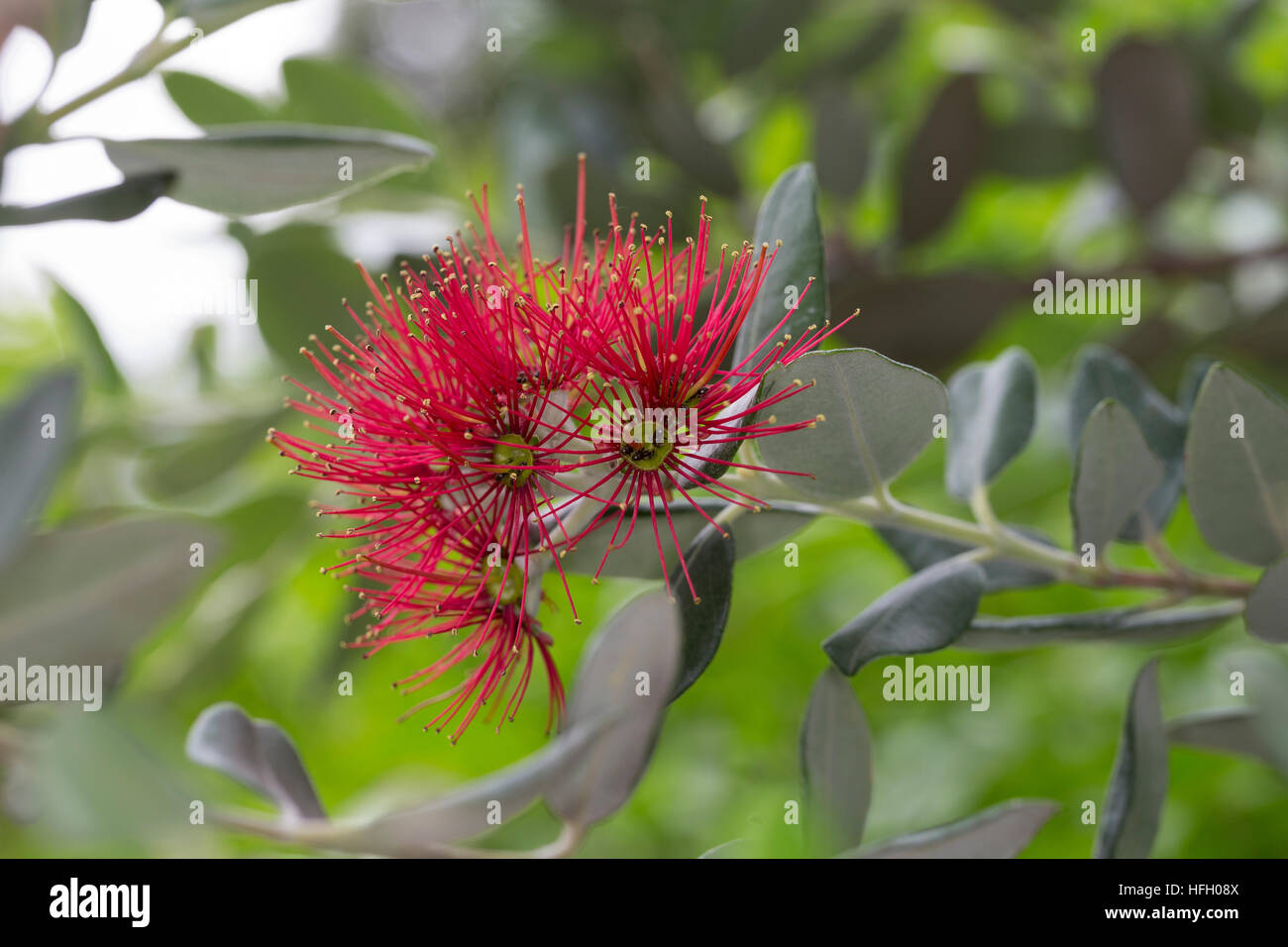 Eisenholzbaum, Pohutukawa, Weihnachtsbaum Neuseeländischer, Metrosideros excelsa Metrosideros tomentosa, Nania tomentosa, Nuova Zelanda albero di Natale, Foto Stock