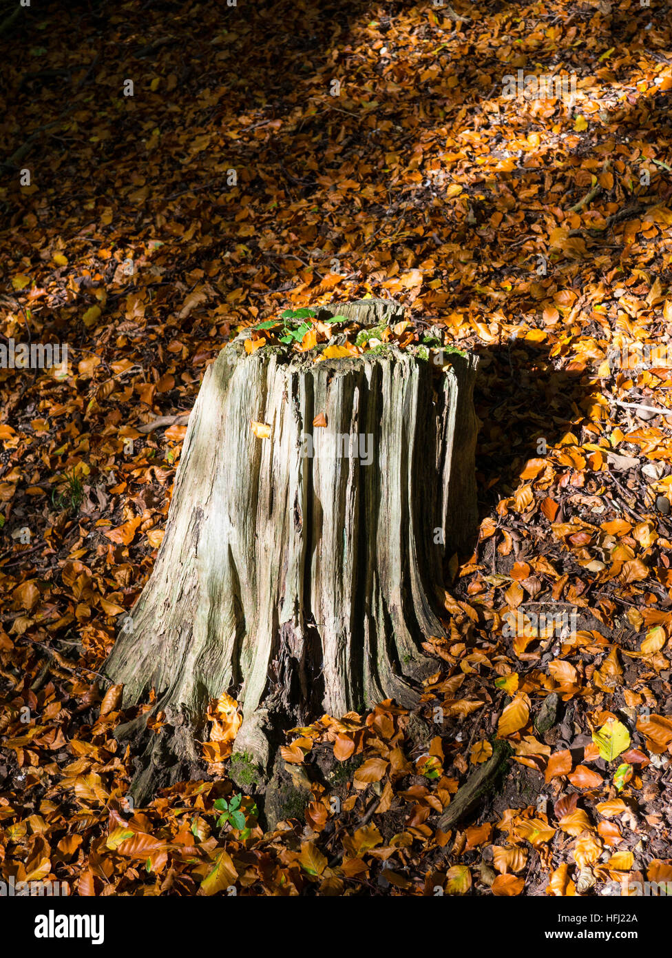 Campagna Hardwick station wagon, Hardwick, Nr Reading, Oxfordshire, Inghilterra, Regno Unito, GB. Foto Stock