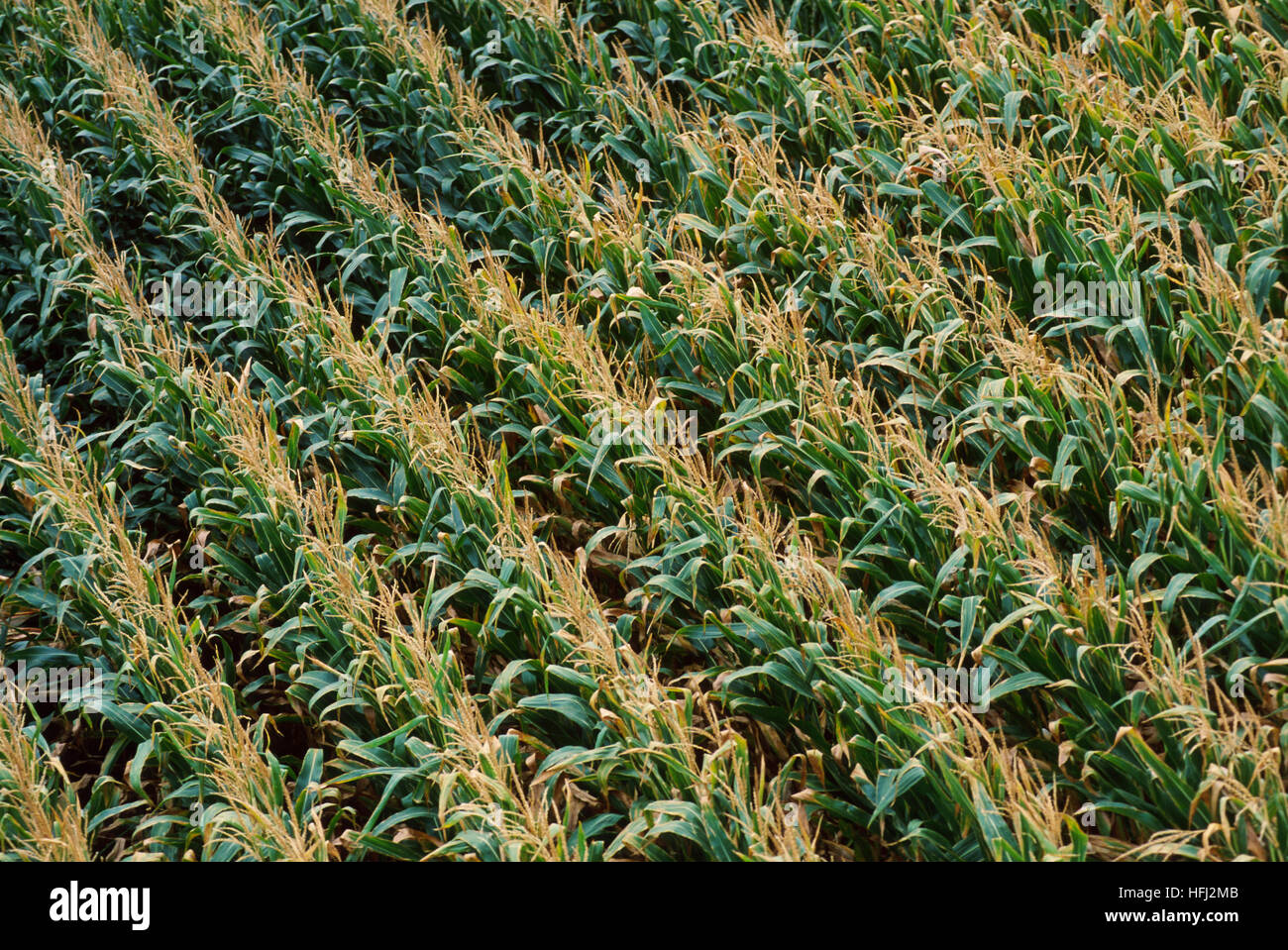 Antenna di una matura cornfield. Foto Stock