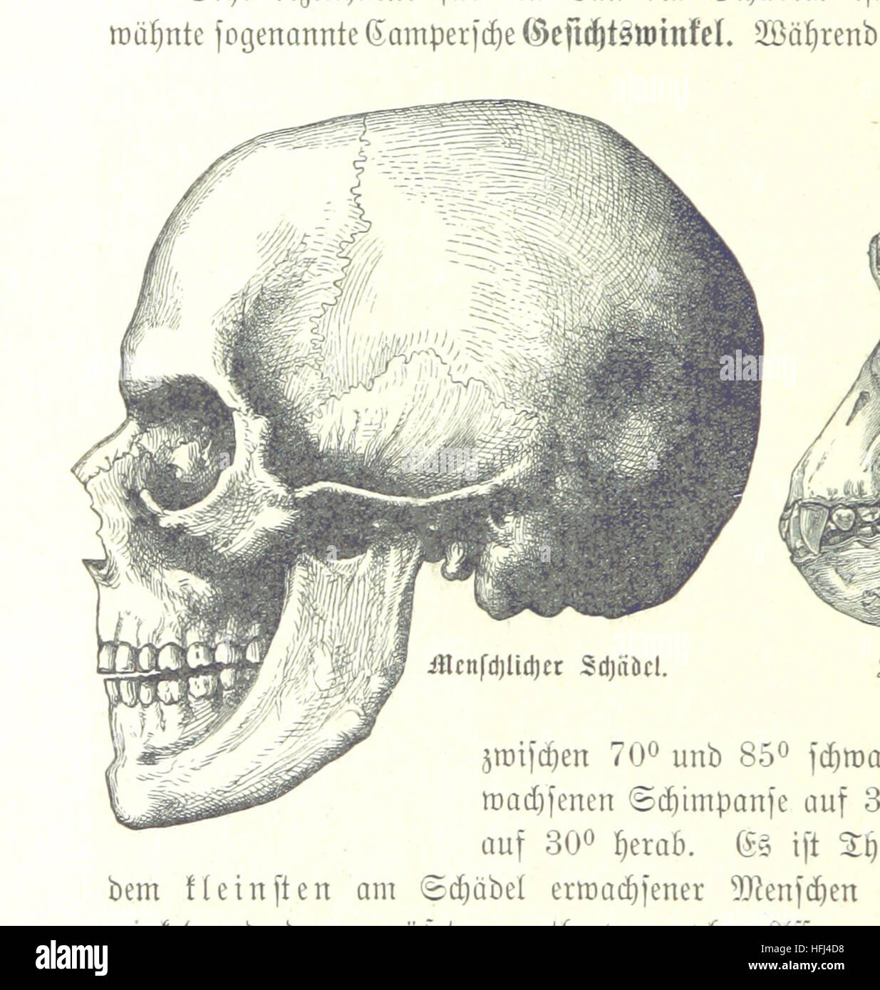Immagine tratta da pagina 108 di "Der Mensch die Krone der irdischen Schöpfung", un testo che discute dell'evoluzione umana, della classificazione e della teoria delle origini umane. Il libro include riflessioni critiche sullo sviluppo umano e sulla sua connessione con altre specie, con illustrazioni che supportano l'analisi dell'ascendenza umana. Foto Stock