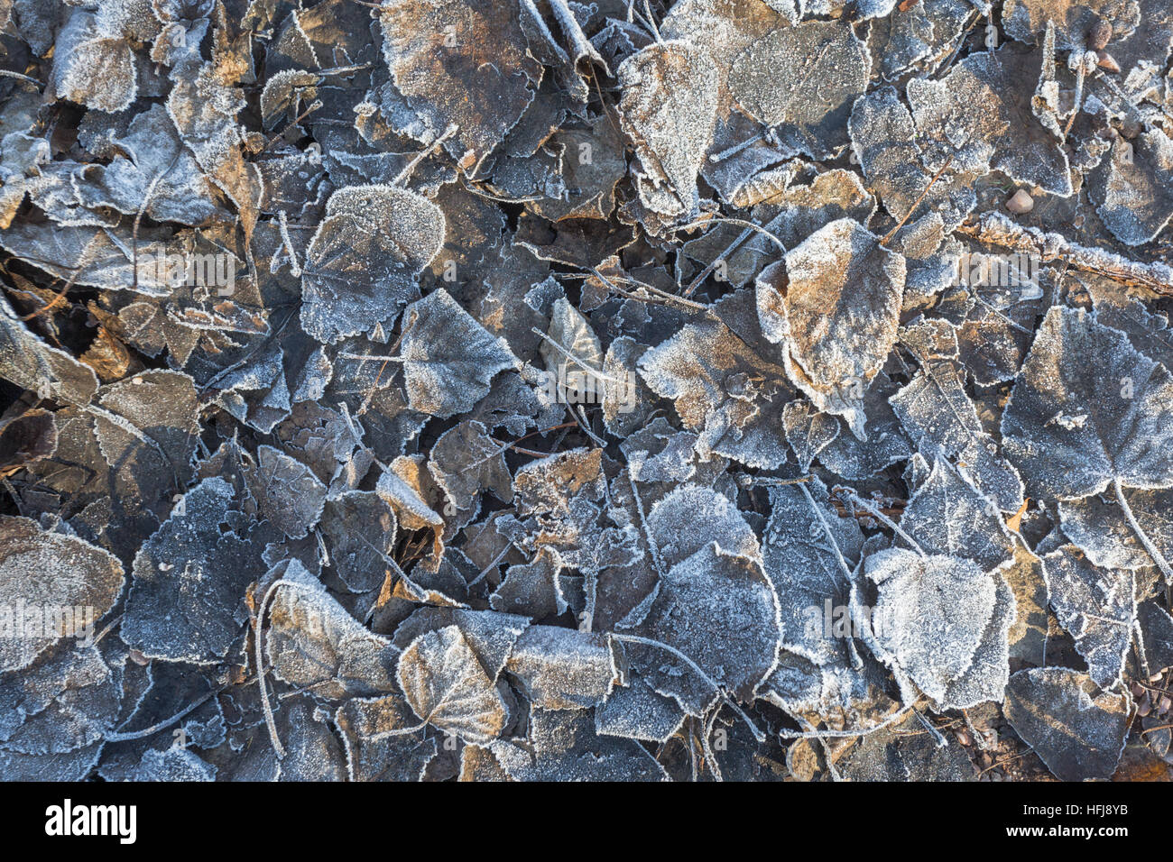 Il pupazzo di neve a terra con morti o caduta foglie Foto Stock