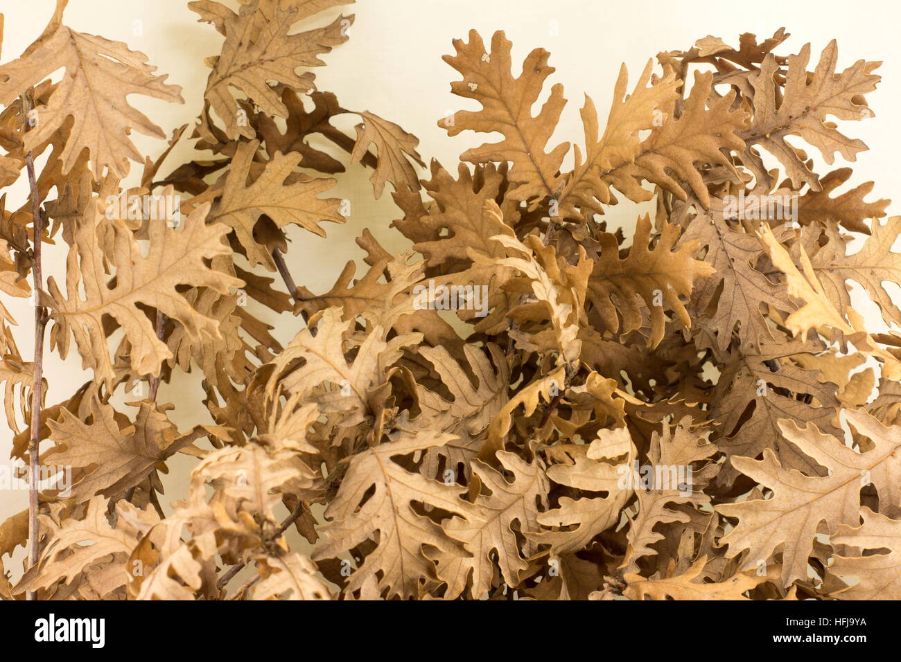 Yule log foglie secche per la celebrazione ortodossa della vigilia di Natale Foto Stock