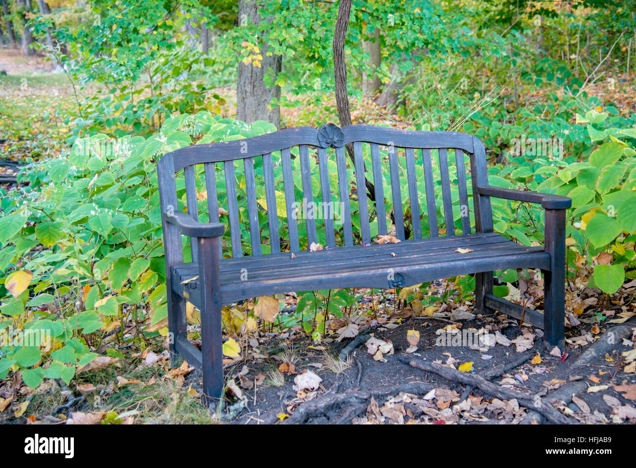 Una panchina nel parco con foglie Foto Stock