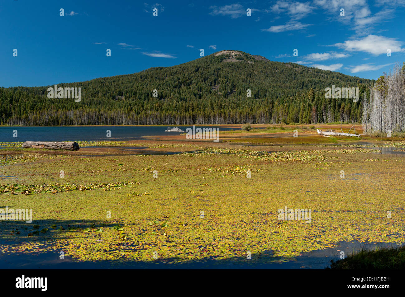 Marrone a monte si erge al di sopra delle estremità nord di Oregon il Lago dei boschi, tarda estate Foto Stock