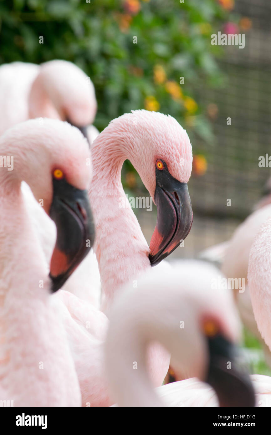 Un flamingo in piedi fuori Foto Stock