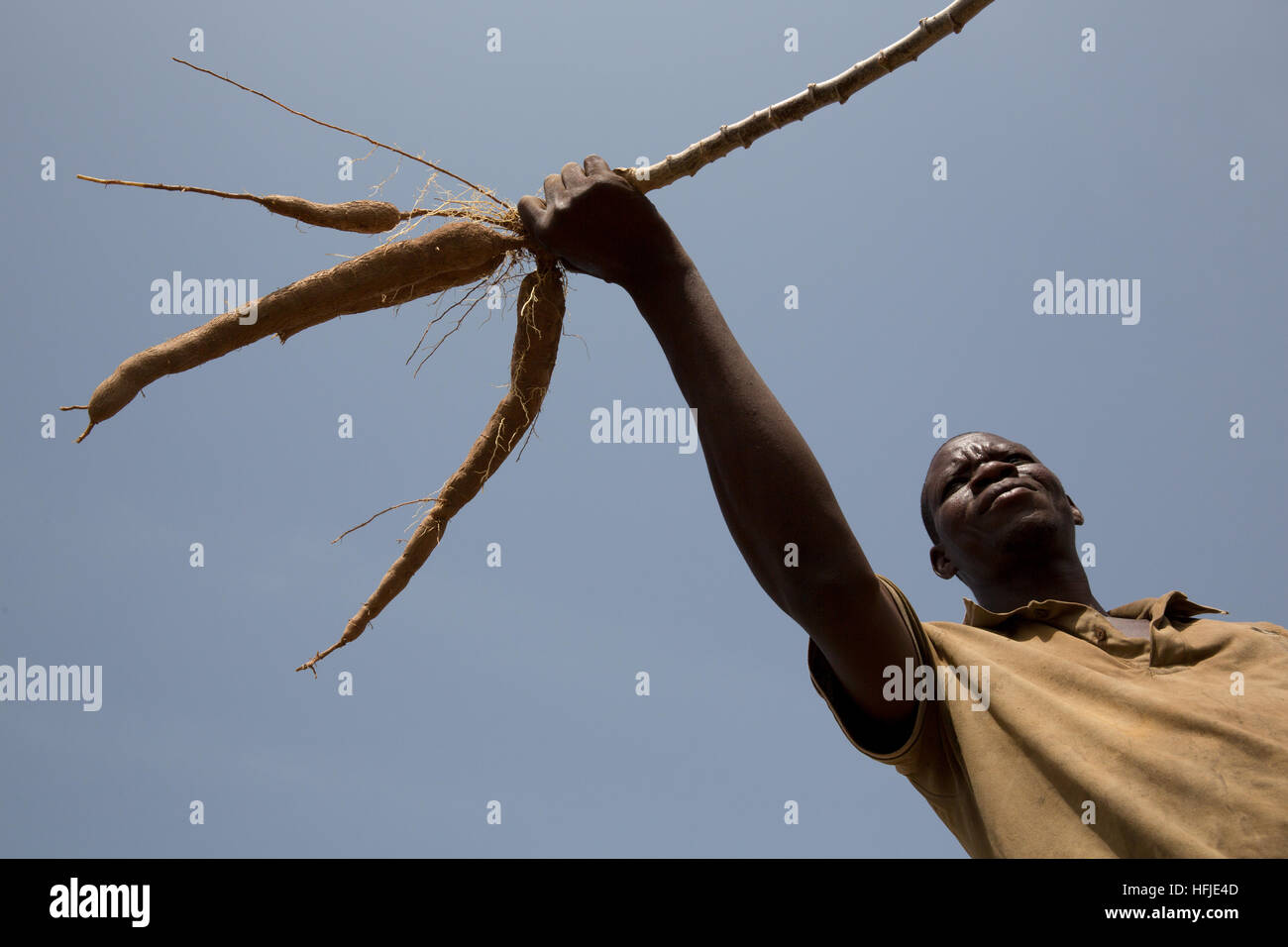 Bávaro village, Guinea, 1 Maggio 2015: Layeba Kourouma, 42, l'agricoltore e guaritore tradizionale con la sua manioca. Egli ha raccolto le radici, foglie e tuberi. Foto Stock