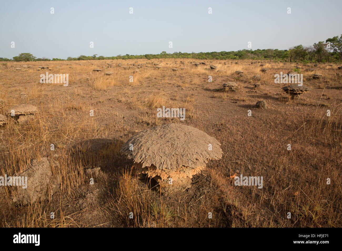 Gbderedou Baranama, Guinea, 2° maggio 2015; questo villaggio e area locale sarà allagato dalla diga. Termite tumuli in terra di sdoganamento per l'agricoltura. Foto Stock