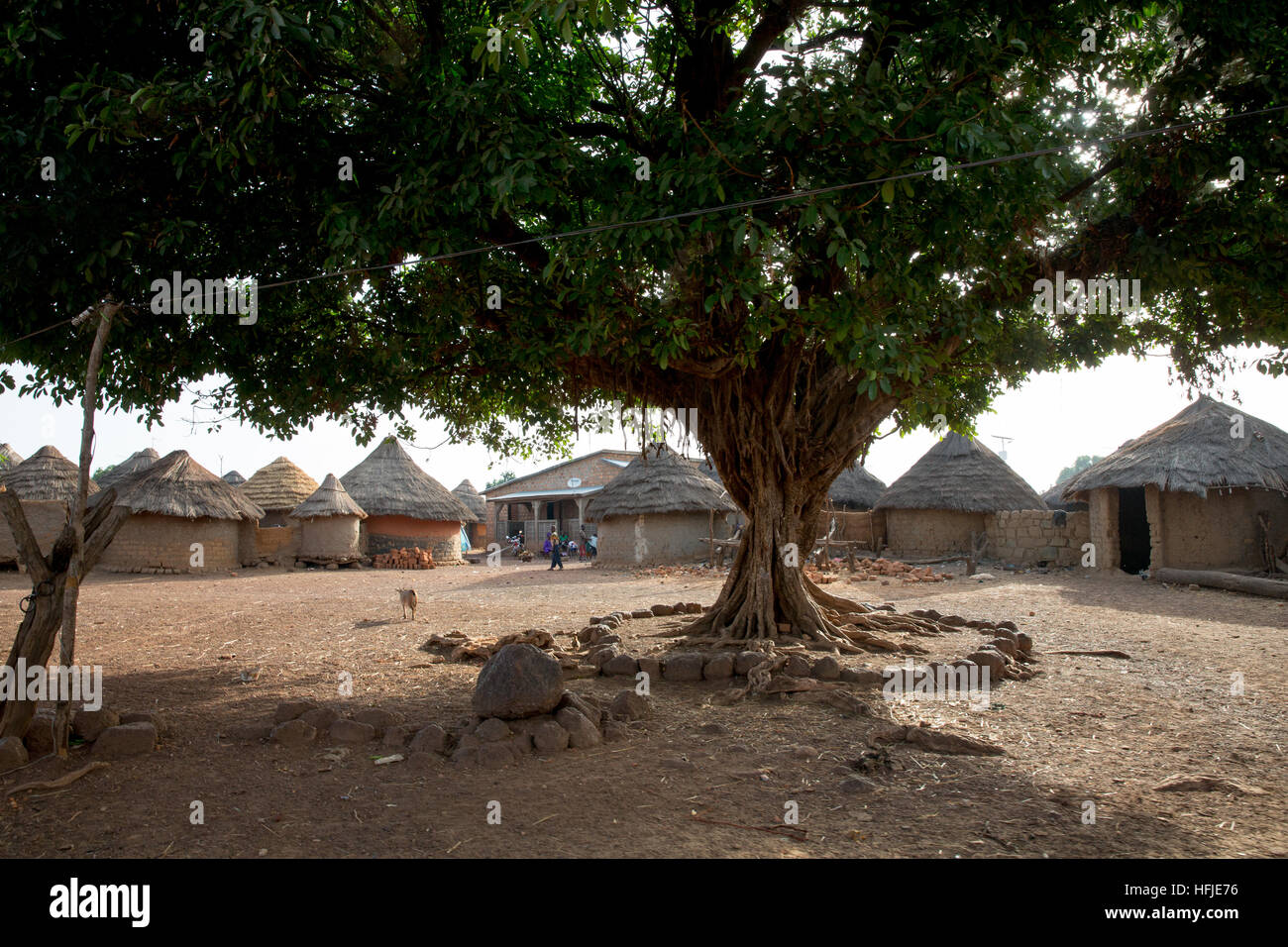 Gbderedou Baranama, Guinea, 2° maggio 2015; un vecchio albero vicino al centro del villaggio. Foto Stock