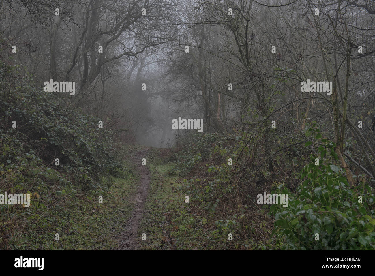 La briglia Spinney percorso nella nebbia, West Bridgeford, Nottingham, Regno Unito Foto Stock