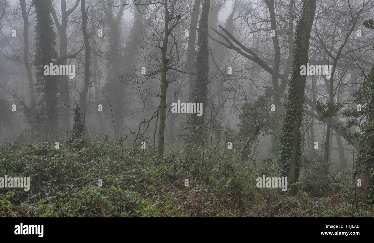 Coperto di edera tress nella nebbia a Sharphill boschi, West Bridgford nottingham REGNO UNITO Foto Stock