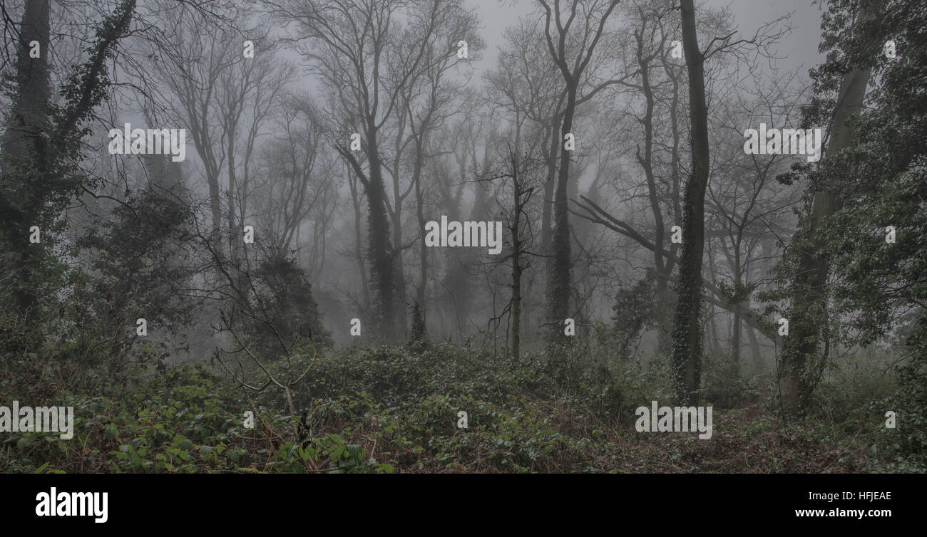 Coperto di edera tress nella nebbia a Sharphill boschi, West Bridgford nottingham REGNO UNITO Foto Stock