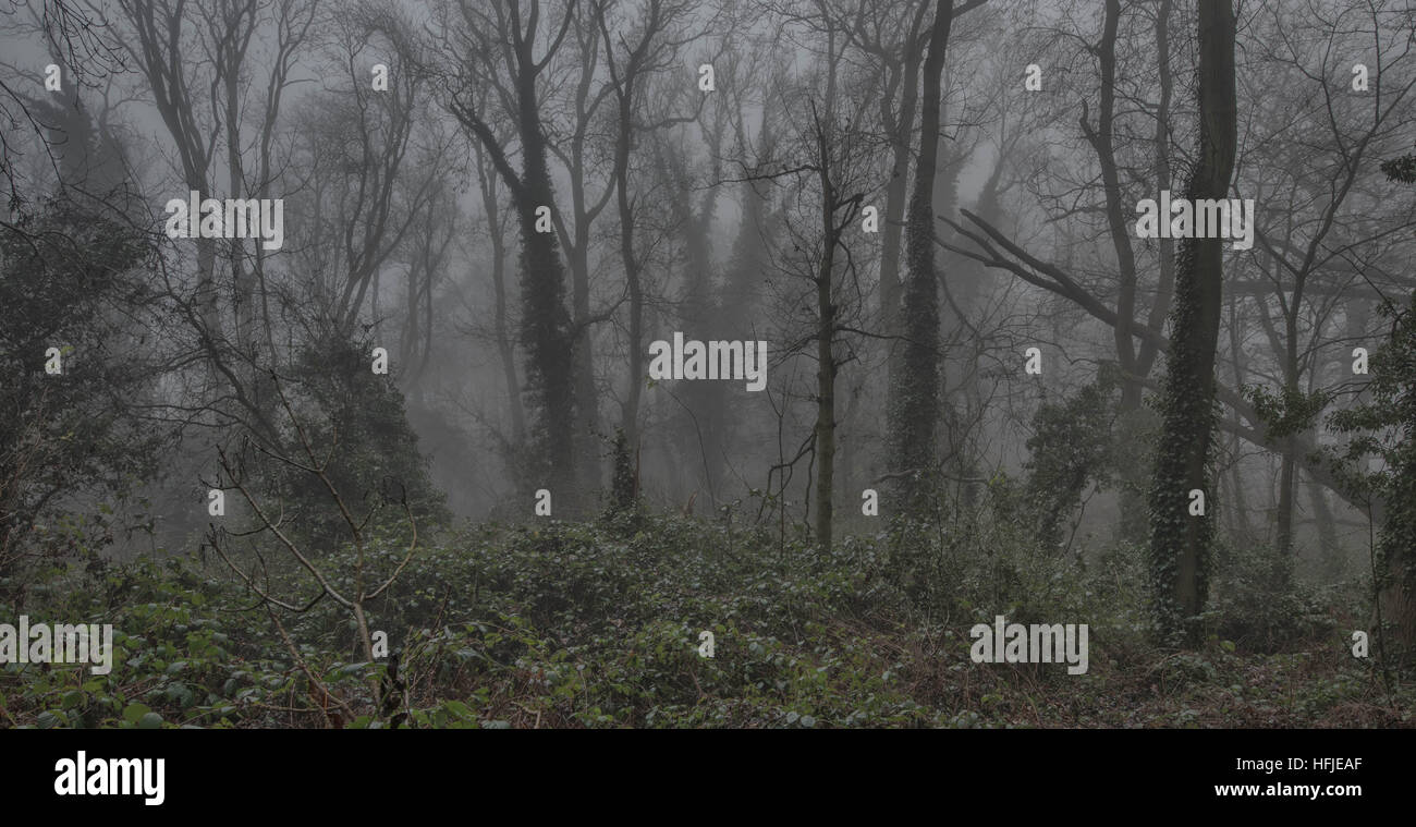 Coperto di edera tress nella nebbia a Sharphill boschi, West Bridgford nottingham REGNO UNITO Foto Stock