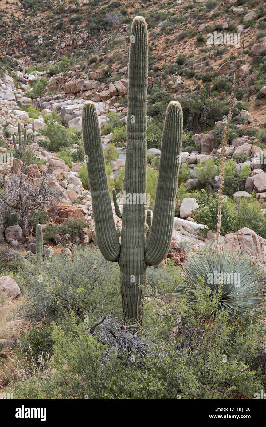 Fiume sale Saguaro Foto Stock