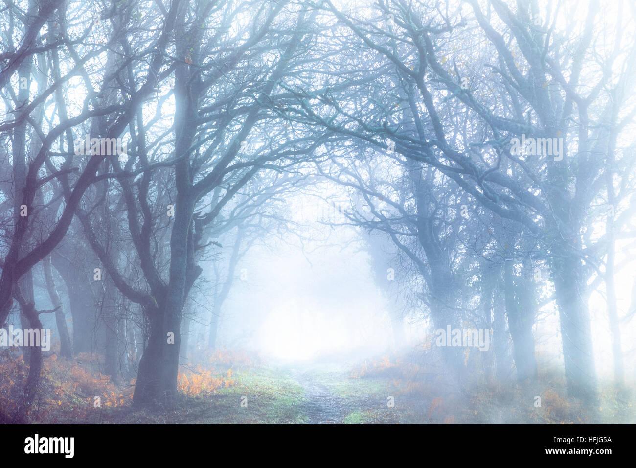 Alberi nella nebbia Foto Stock